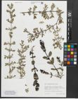 Foto von Salix amplexicaulis Bory